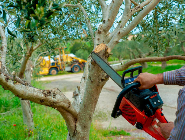 Professional Tree Service in Windom, MN